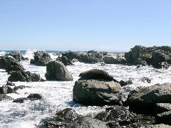 Turakirae Head 11-Fur seal
