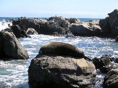 Turakirae Head 12-Fur seal