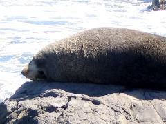 Turakirae Head 13-Fur seal