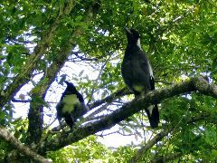 Magpies Harcourt Park